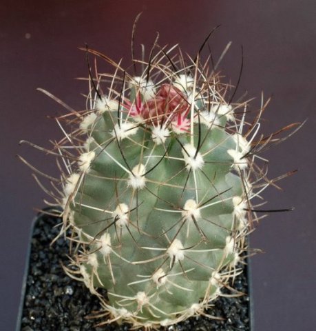 Sclerocactus_glaucus_1